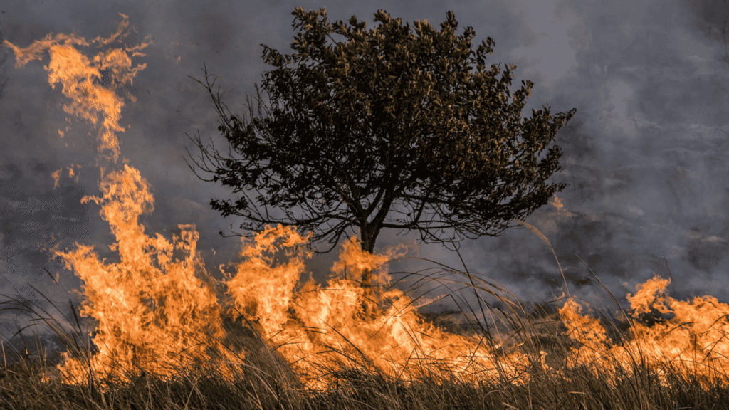 Wildfires and Climate Change