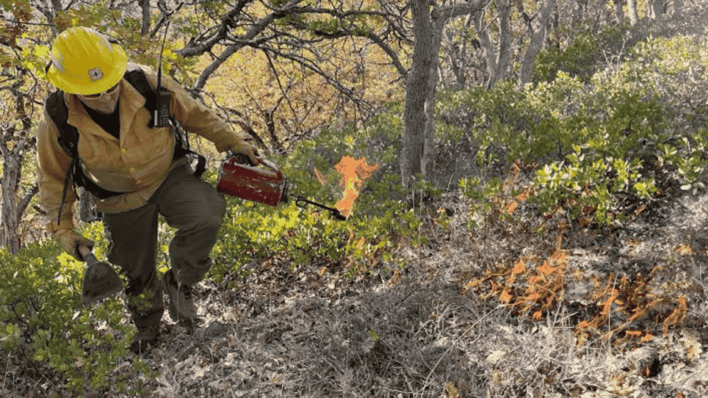 Balancing Forest Health and Fire Prevention in the United States