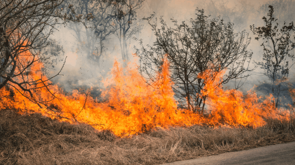 What the 7th Annual National Cohesive Wildland Fire Management Strategy